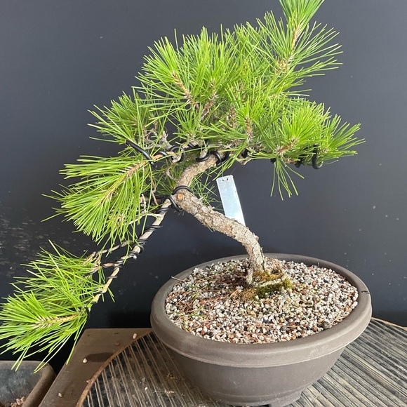 Meet your Posher, Mary - Picture 1 of 7